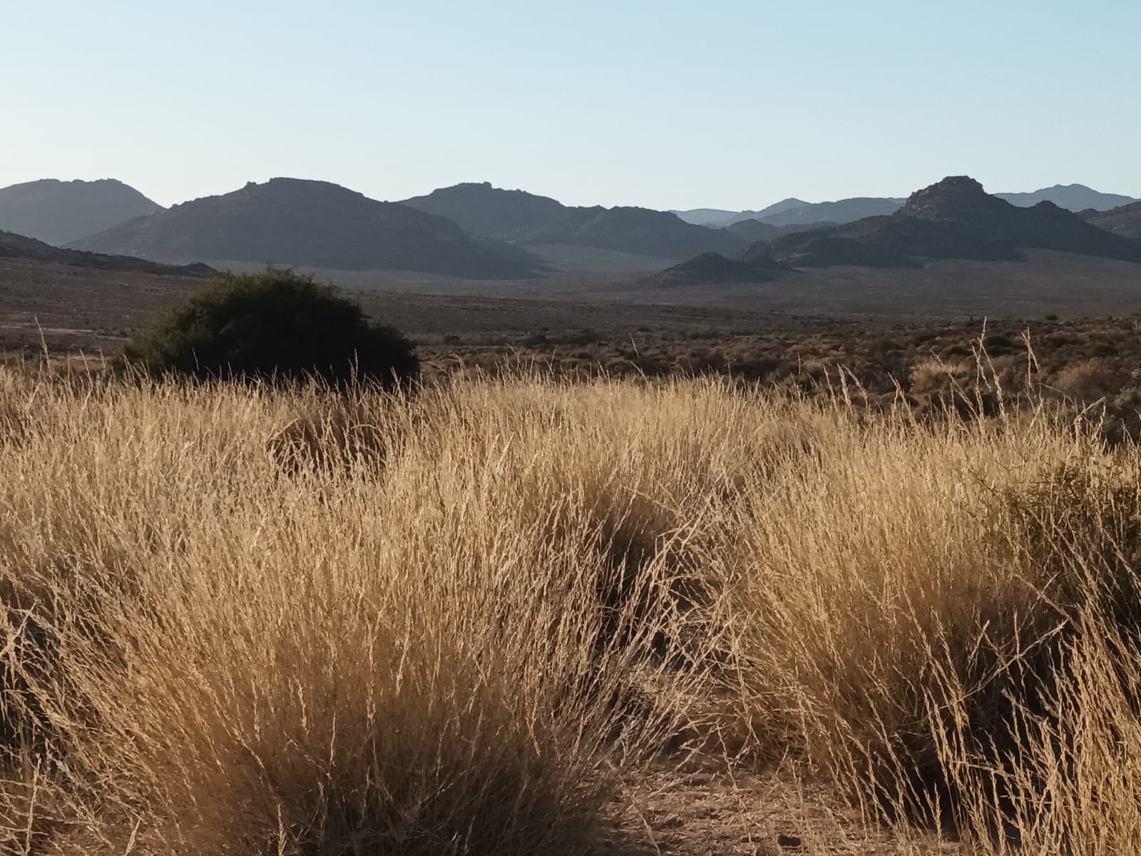Golden grass plains and mountains near Paardekraal Kliphuis